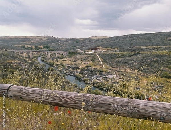 Fototapeta  field of red poppies in green grass field, with wooden railing and bridge