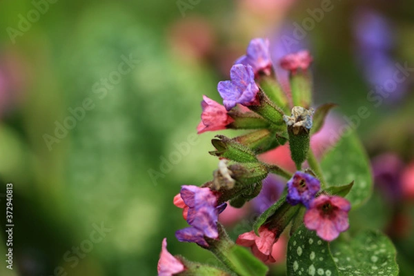 Fototapeta Lungenkraut