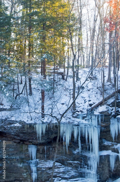 Obraz forest in winter