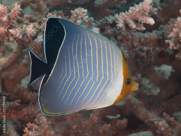 Obraz Hooded butterflyfish