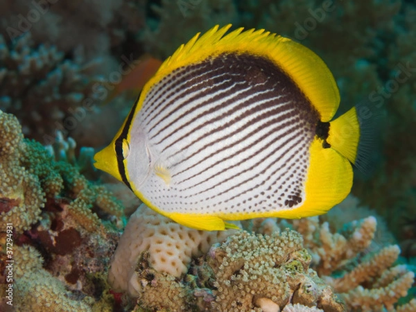 Obraz Blackbacked butterflyfish