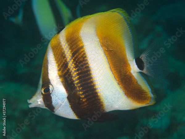 Obraz Reef fish Coradion altivelis
