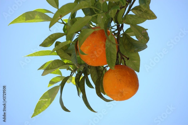 Fototapeta Oranges in Tree