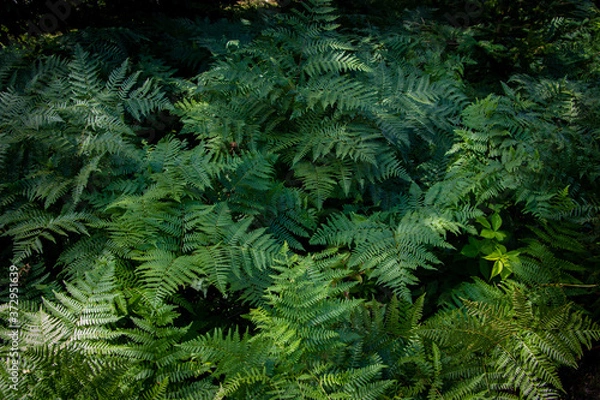 Obraz Forest Ferns 2