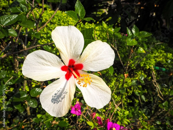Fototapeta White Hibiscus.