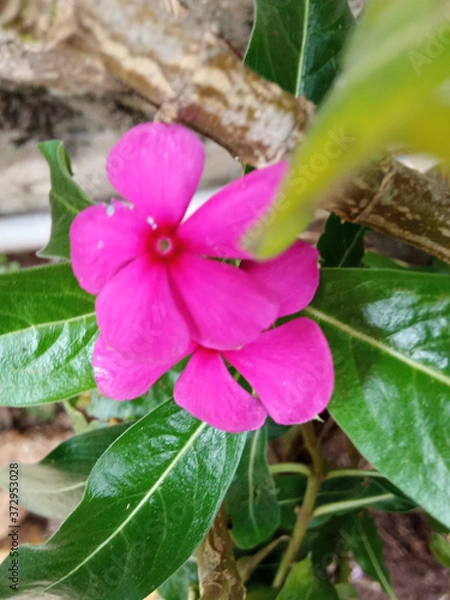 Obraz butterfly on pink flower