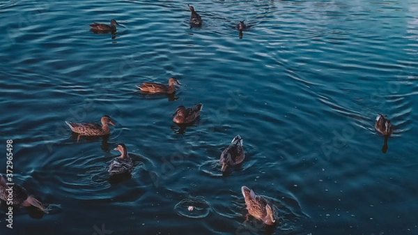 Obraz ducks on the lake