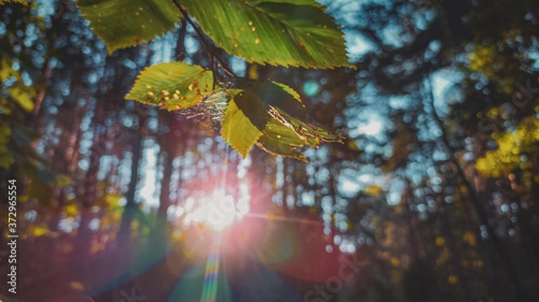 Obraz maple tree in autumn