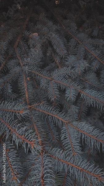 Obraz background of the leaves of a tree