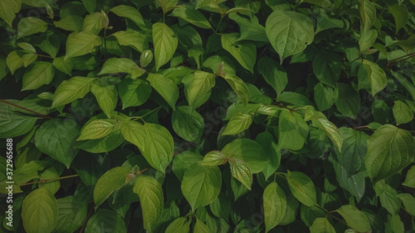Obraz green leaves background