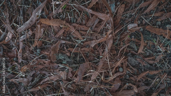 Obraz roots of a tree