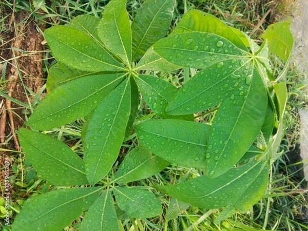 Fototapeta green leaves in the garden