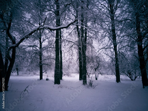 Obraz trees in the snow