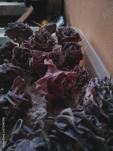 Obraz dried rose petals