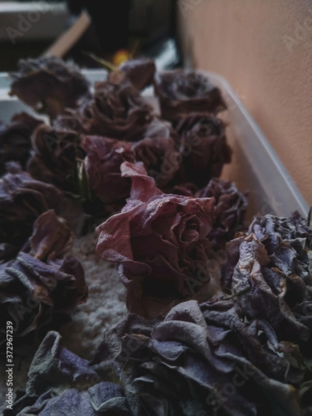 Obraz close up of dried flowers