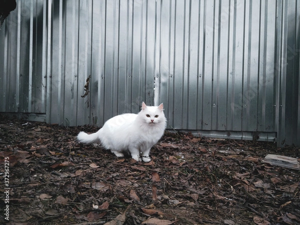 Obraz white cat