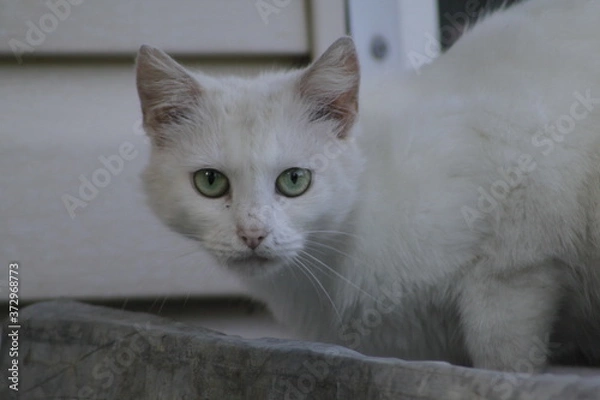 Obraz portrait of a cat