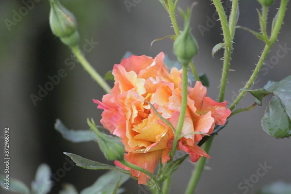 Obraz orange rose flower