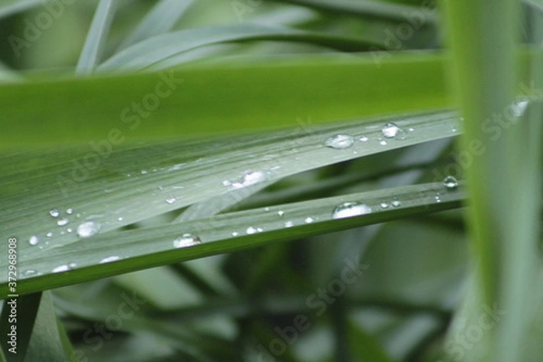Obraz water drops on a grass