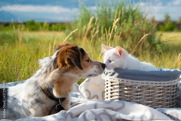 Fototapeta The dog touched its nose with a kitten in a basket
