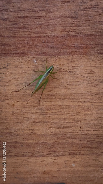 Obraz grasshopper on a wooden fence