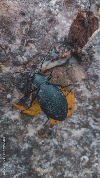 Obraz bug on the stone