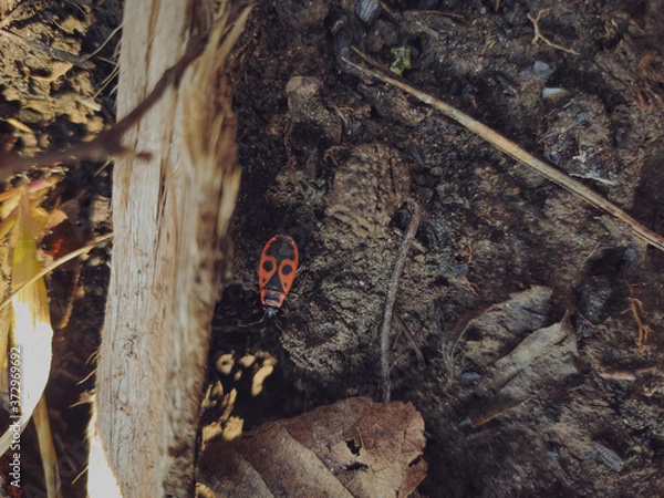 Obraz red bug
