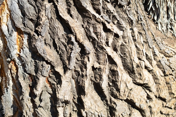 Obraz Corteza de árbol