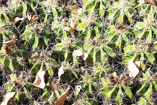 Obraz cactus textura