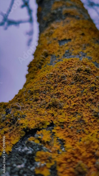 Obraz lichen on a tree
