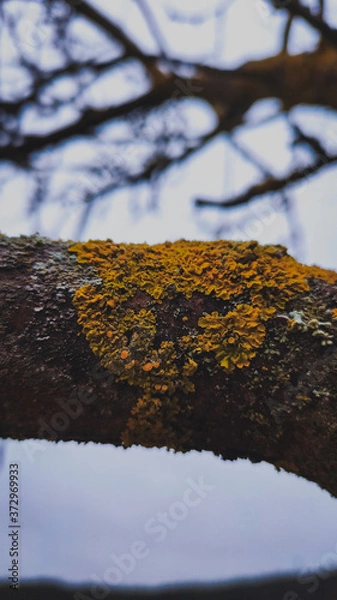 Obraz lichen on a tree