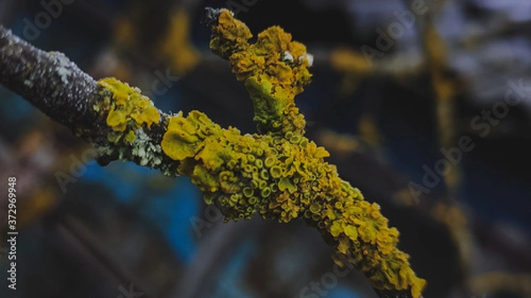Obraz lichen on a tree