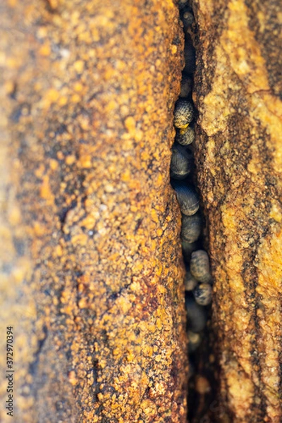 Obraz Caracoles marinos