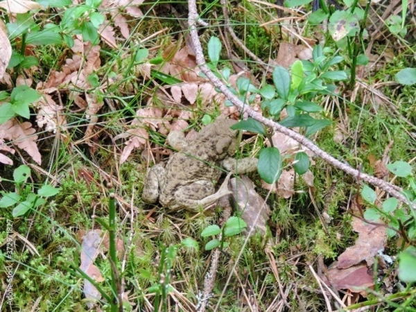Fototapeta frog sitting on a grass