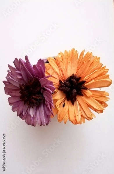 Fototapeta Mallow and orange flower on white background, autumm flowers, violet flower	