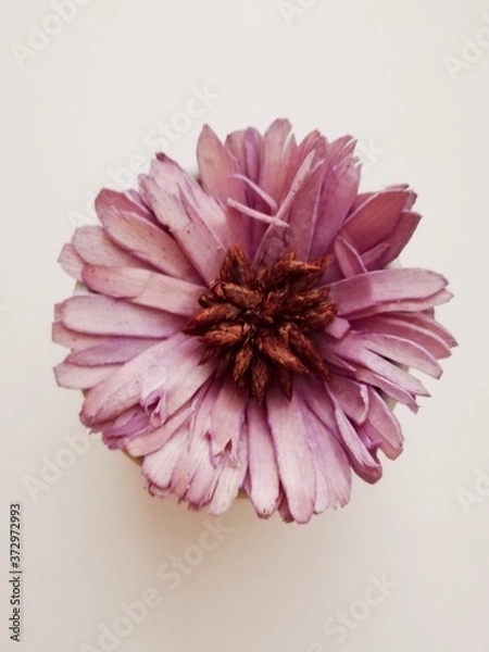 Fototapeta Mallow flower on white background, autumm flowers, violet flower