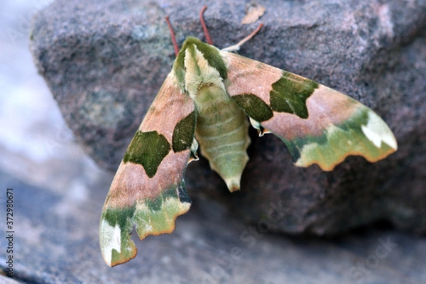 Obraz Lindenschwärmer