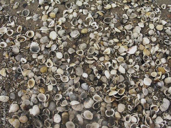 Fototapeta Seashells Everywhere you step on beach