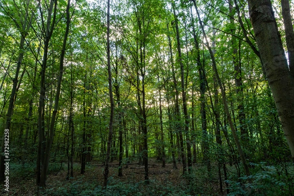 Fototapeta view into a forest, nice green color
