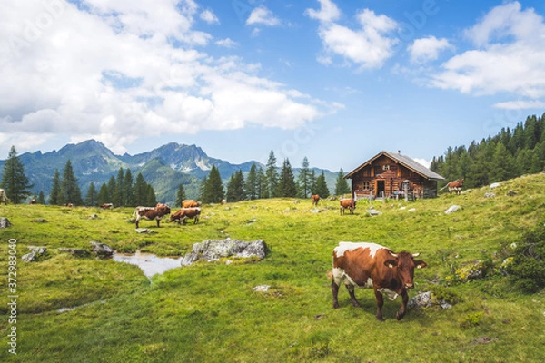 Fototapeta Idyllic mountain landscape in the alps: Mountain chalet, cows, meadows and blue sky