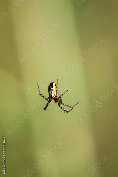 Fototapeta EIne Spinne sitzt in ihrem Netz und wartet auf Beute.