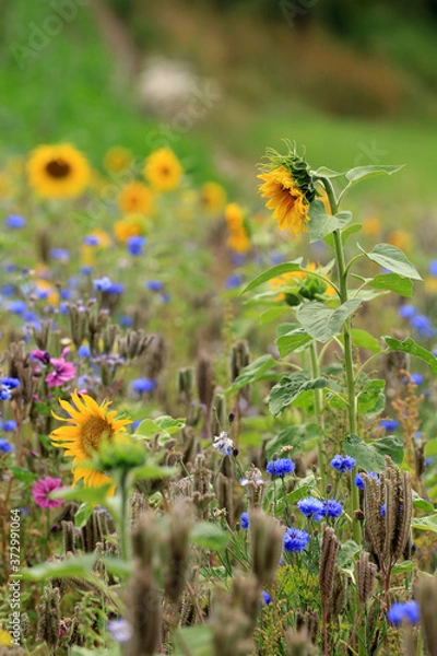 Obraz Wildblumenfeld