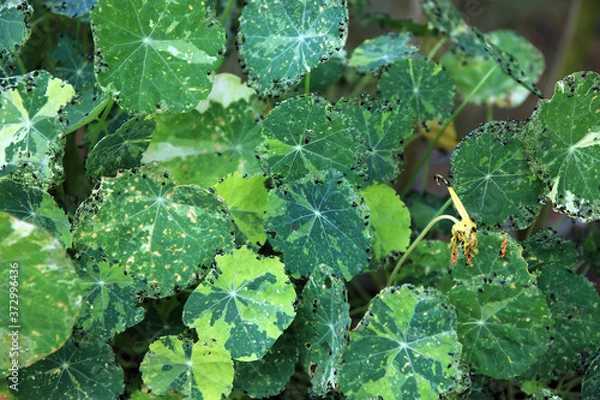 Obraz Erdflöhe an Kapuzinerkresse