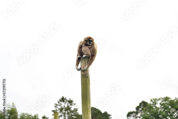 Obraz monkey on a stick