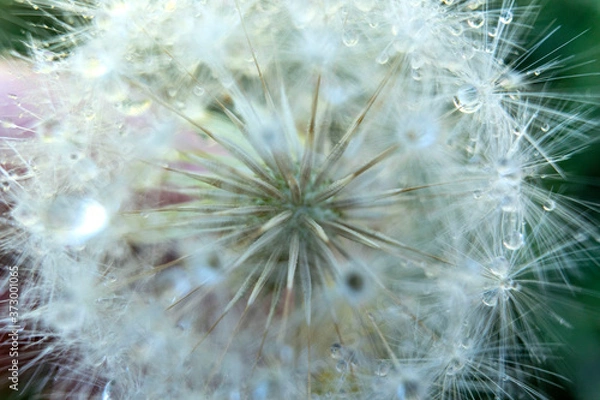 Obraz dandelion with water drops in a macro