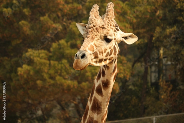 Fototapeta Closeup of Giraffe Face and Neck, African Animals