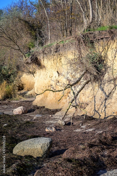 Fototapeta Falling tree at the edge of the eroded steep coast cliff on the German island Poel in the Baltic sea  near Wismar