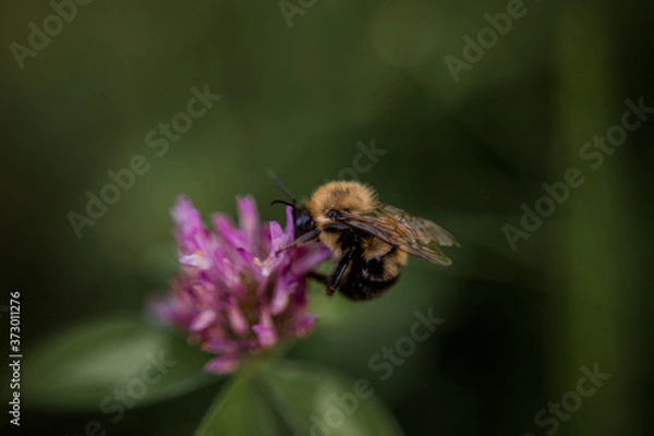 Fototapeta bumble bee
