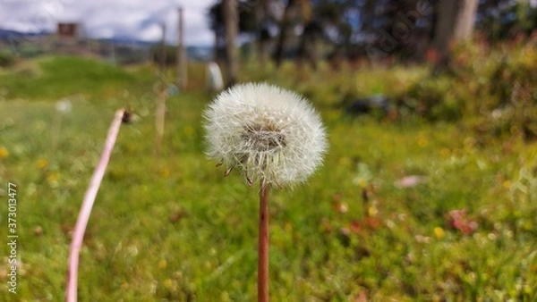 Obraz FLOR DIENTE DE LEON