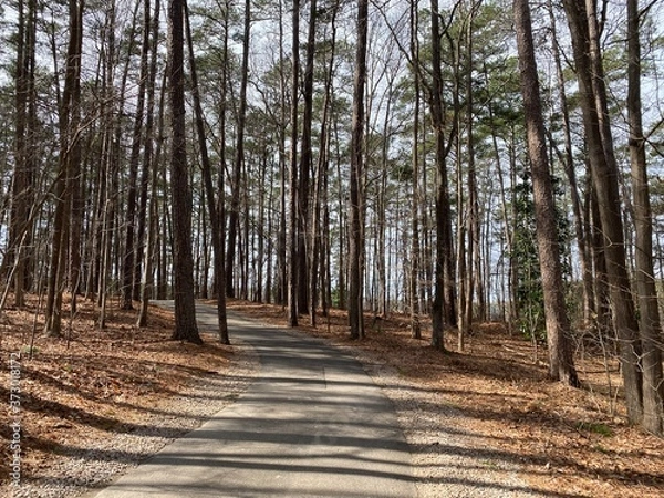 Fototapeta Sunset Through Spring Trees in Woods